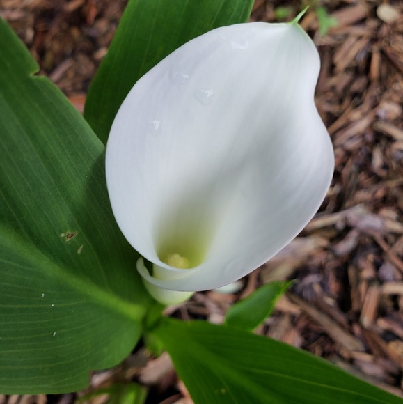 Meet your Posher, Jocelyn - Picture 1 of 1